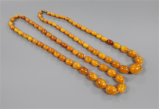 Two single strand graduated amber bead necklaces, one with barrel clasp, gross weight 95 grams, 52cm & 60cm.